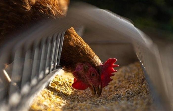 Live chicken price records drop in January 2024