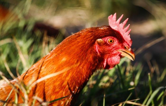 Exports raise the price of chicken meat in February | Birds