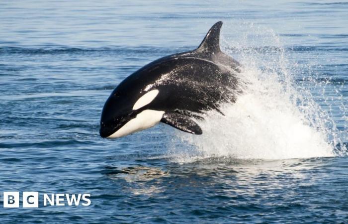 Killer whale vs shark: solo orca eats great white