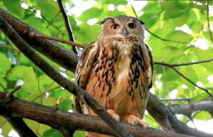Fatal collision: death of “celebrity” owl that escaped from zoo in NY shows risk of glass buildings for birds | Biodiversity