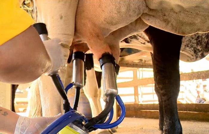 After six consecutive drops, the price of milk to producers has a third increase in January, points out USP | Piracicaba and Region