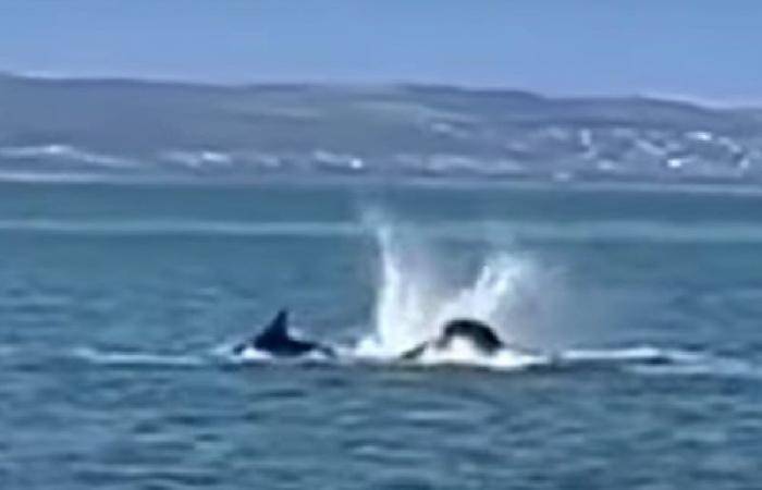 Orca seen killing great white shark off South African coast; watch the video | Biodiversity