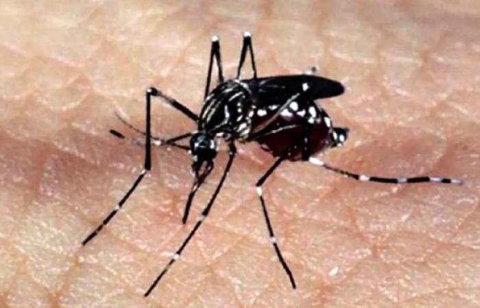 D-Day against dengue calls on the population to eliminate mosquito outbreaks