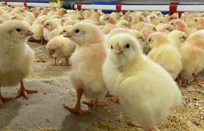 Exports of poultry genetics grew 13.8% in February, but revenue fell | Birds