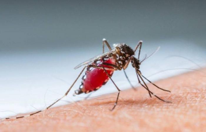 Anvisa and Ministry of Health negotiate self-test for dengue | CBN Newspaper