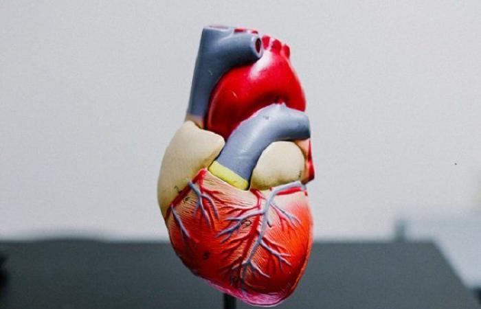 Scientists create ‘map’ of the developing human heart