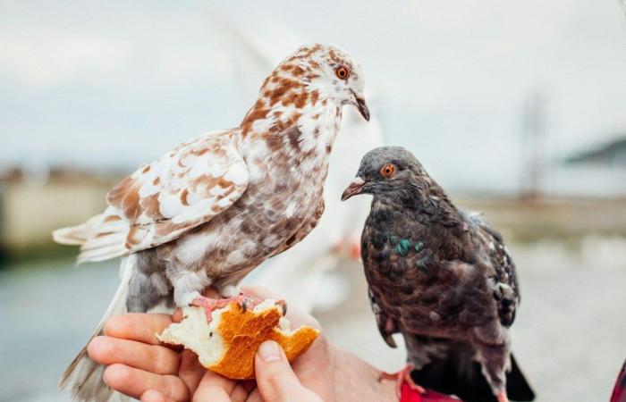 The Pros and Cons of Eating Poop (and Giving Birds Bread)
