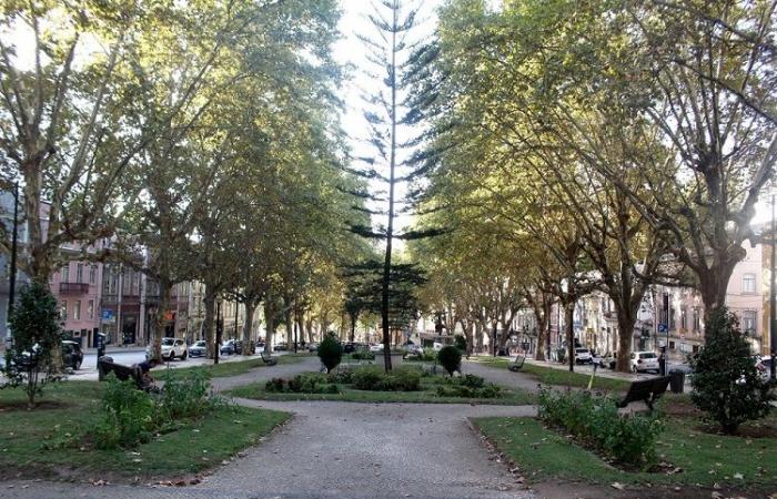 Institute of Agronomy will carry out scientific management of the Coimbra trees