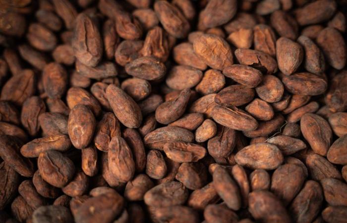 Cocoa price doubles since the beginning of the year and extends historic rally