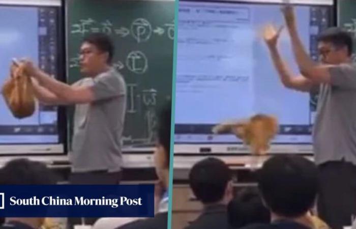 Taiwan teacher in social media doghouse after dropping squealing cat onto floor in class experiment, promises feline best pet food as compensation