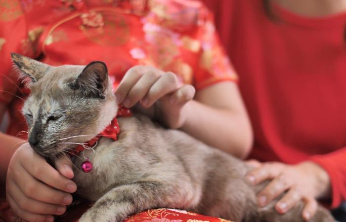 Taiwan teacher in social media doghouse after dropping squealing cat onto floor in class experiment, promises feline best pet food as compensation