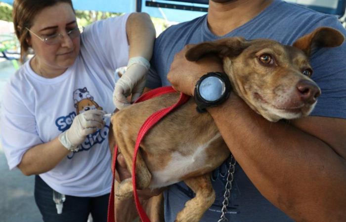 Alagoas officially begins the Annual Rabies Vaccination Campaign
