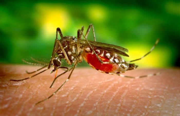 First death from dengue in Buritizeiro is confirmed by the State Department of Health | Grande Minas