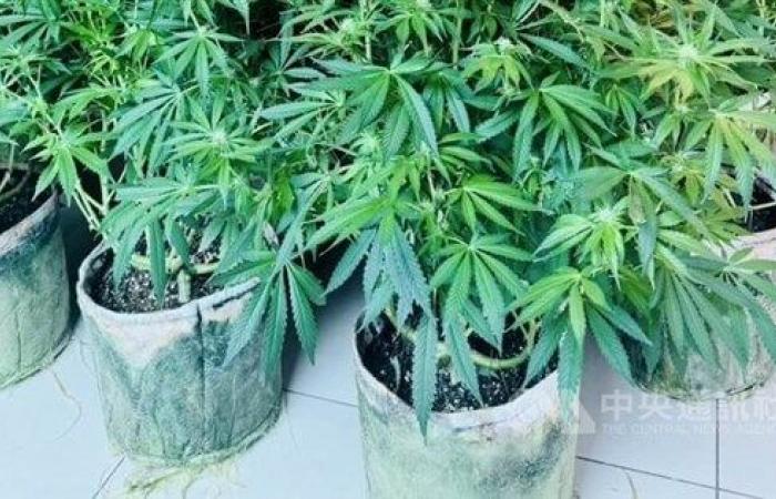 Man arrested for growing and selling cannabis, 97 plants seized