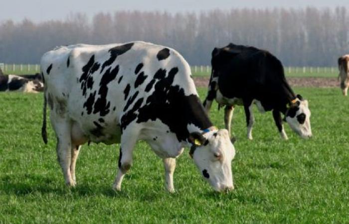Cows genetically modified to become ‘insulin factories’? Scientists believe they could supply the entire world