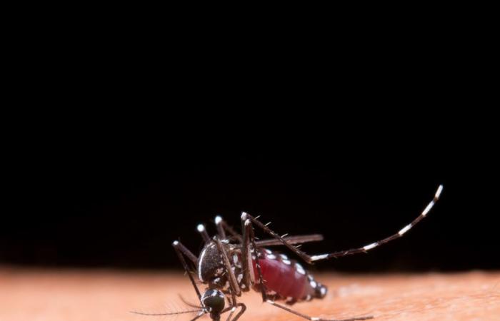 Five new deaths from dengue are confirmed in the south of Rio | South of Rio and Costa Verde