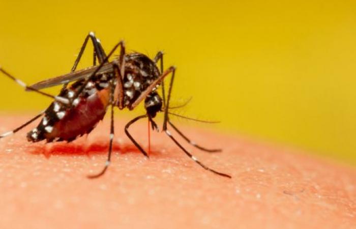 Growth of dengue is related to deforestation and climate crisis, says study by Fiocruz – Instituto Humanitas Unisinos
