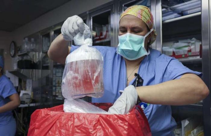 Brazilian doctor performs 1st pig-to-human kidney transplant