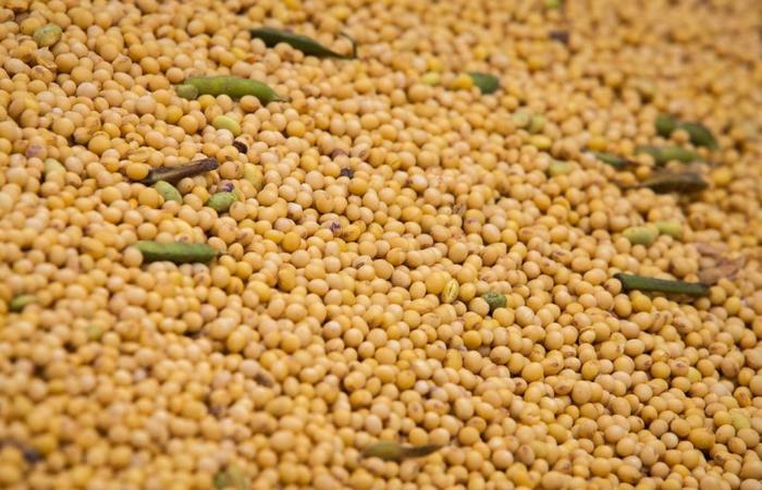Soybean price loses strength after reaching highest value in two months | Quotes