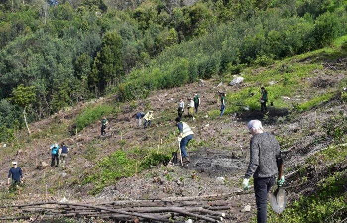 Municipal employees planted 200 trees on the most iconic hill in Viana