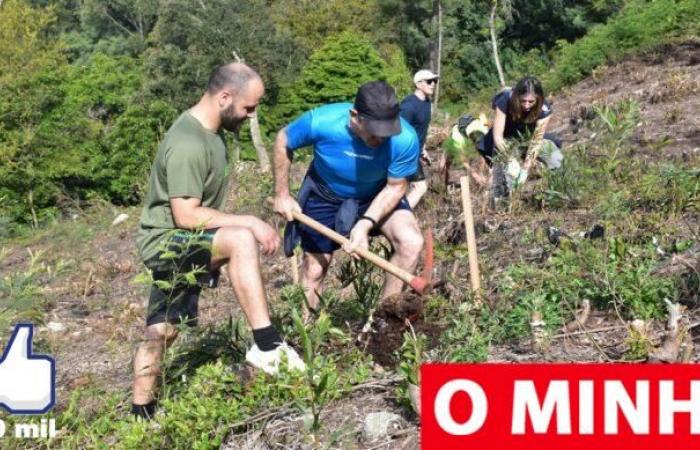 Municipal employees planted 200 trees on the most iconic hill in Viana
