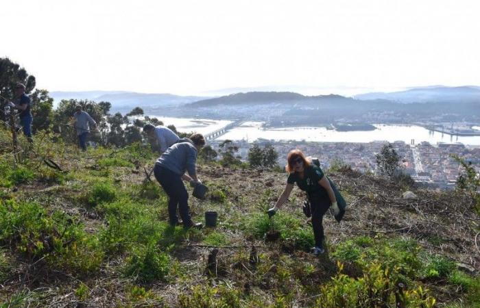 Viana do Castelo: Plantation of 200 trees on Monte de Santa Luzia