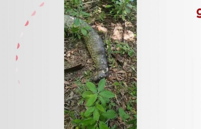 What is known and what remains to be clarified about the death of anaconda Ana Julia, in Bonito | Mato Grosso do Sul