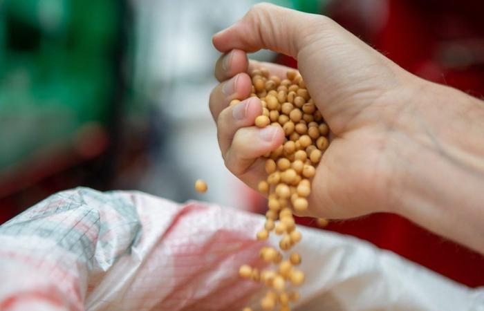 Soybean prices rise and return to above US$12 in Chicago | Quotes