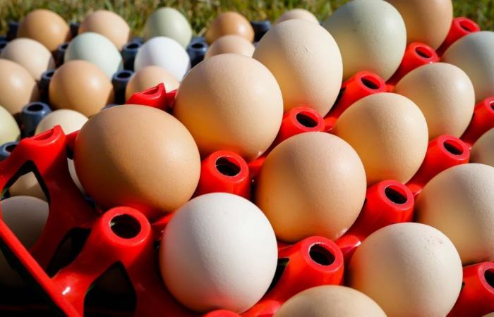 Egg prices stabilize, but demand may grow this week | Birds
