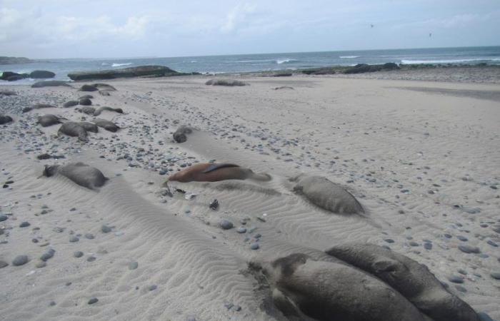 Why are seals and sea lions dying in many parts of the world?