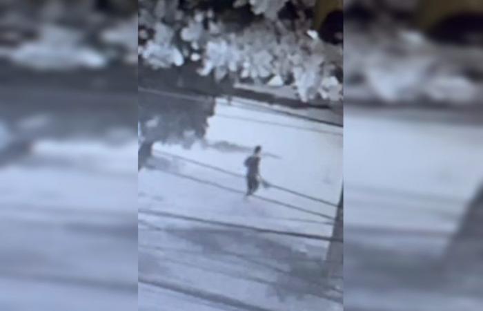 Video shows man cruelly killing 4 kittens in DF