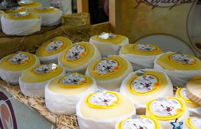Serra da Estrela Cheese Market returns to Gouveia this week: Gazeta Rural