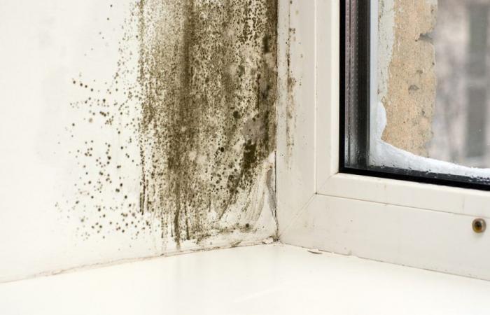Do you have humidity problems at home? This plant works against mold