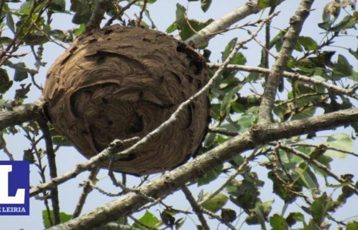 Jornal de Leiria – The Asian wasp season is open in Marinha Grande