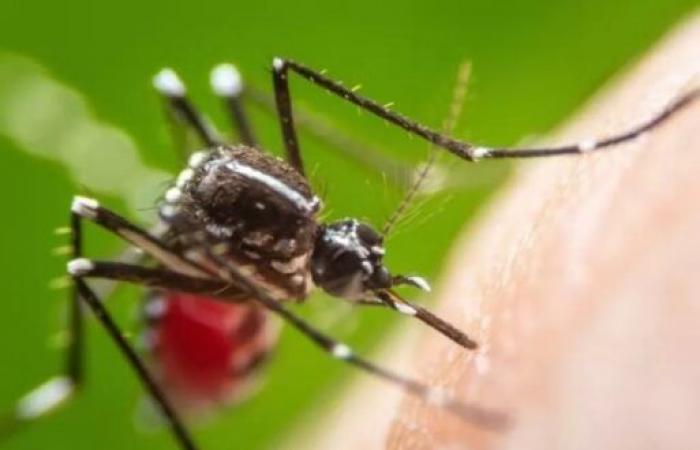 Manaus records 29 confirmed cases of dengue