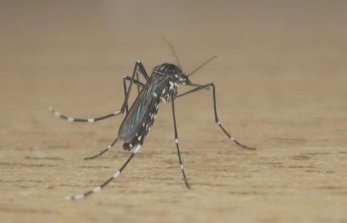 Porto Alegre has its first dengue death this year; RS has 42 victims | Rio Grande do Sul