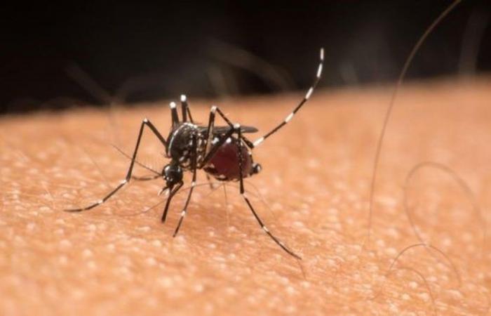 First death from dengue is confirmed in Montes Claros by City Hall | Grande Minas
