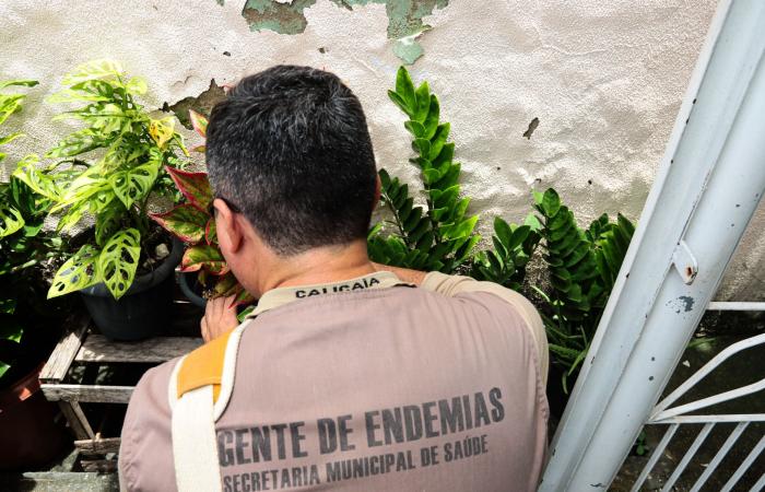 Fortaleza has 10 neighborhoods with a high incidence of dengue | CITIES