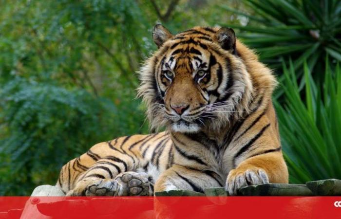Tigers, pandas and rhinos: this Easter get a discounted family pack to visit the Zoo – C Studio