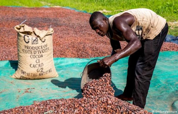 Who benefits from the spike in cocoa prices?