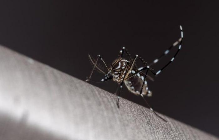 Resende confirms another death from dengue in 2024 | South of Rio and Costa Verde
