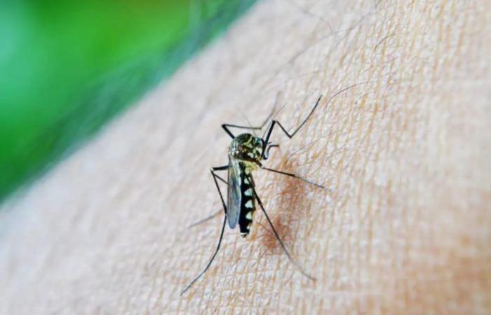 Americas could record worst dengue outbreak in history, says Opas