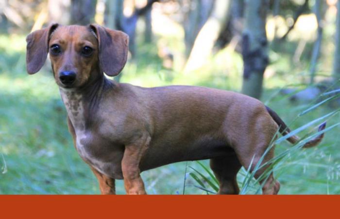Germany wants to ban sausage dogs and others with “abnormalities in the skeletal system” | pet