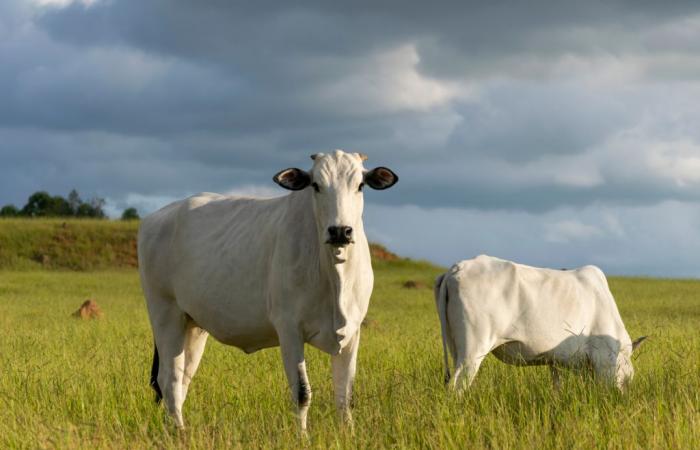 Difficulties in maintaining the price of cattle worry livestock farmers