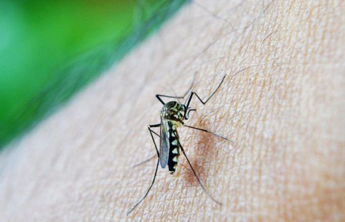 North, Central-West and Southeast have a slowdown in dengue cases