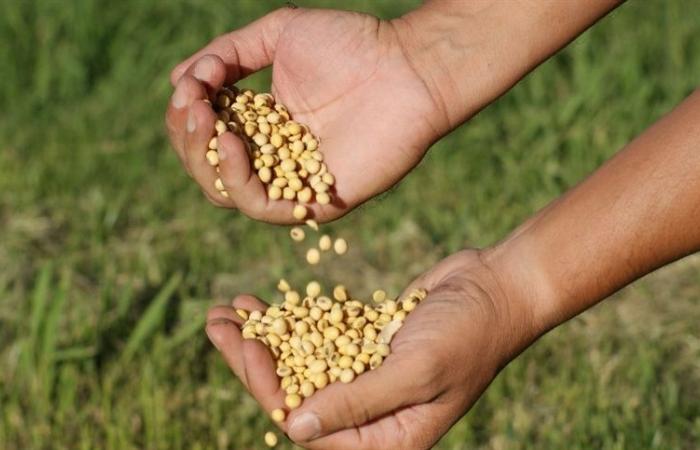 Soybean prices falling: global supply pressures markets
