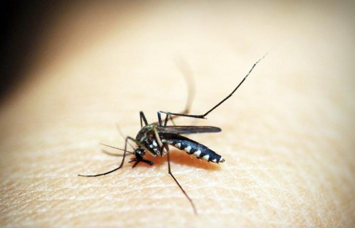 The number of dengue deaths in RJ rises to 65 | Rio de Janeiro