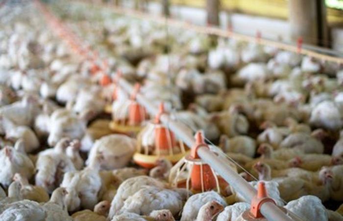 Weak demand puts pressure on chicken prices | Birds