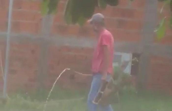 Man drowns cat to death and is fined R$6,000 for mistreatment, in Presidente Prudente | Presidente Prudente and Region