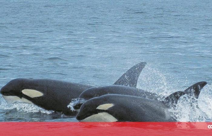 Alert for orcas off the Portuguese coast – Society